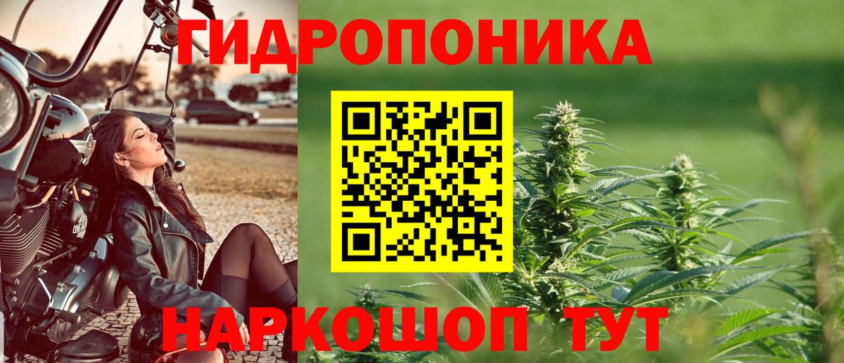 Бошки марихуана сатива  Канабис план  Марихуана AK-47  Вход с VPN  Губаха 